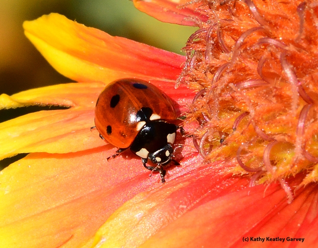 Close-up of lady beetle, aka ladybug. (Photo by Kathy Keatley Garvey)