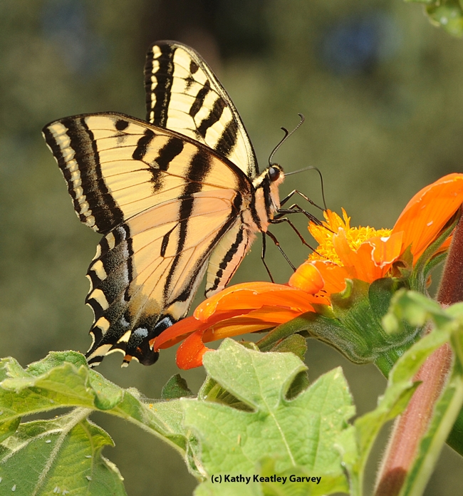 Western tiger swallowtail is one of the butterflies listed in Melissa Whitaker's app. (Photo by Kathy Keatley Garvey)