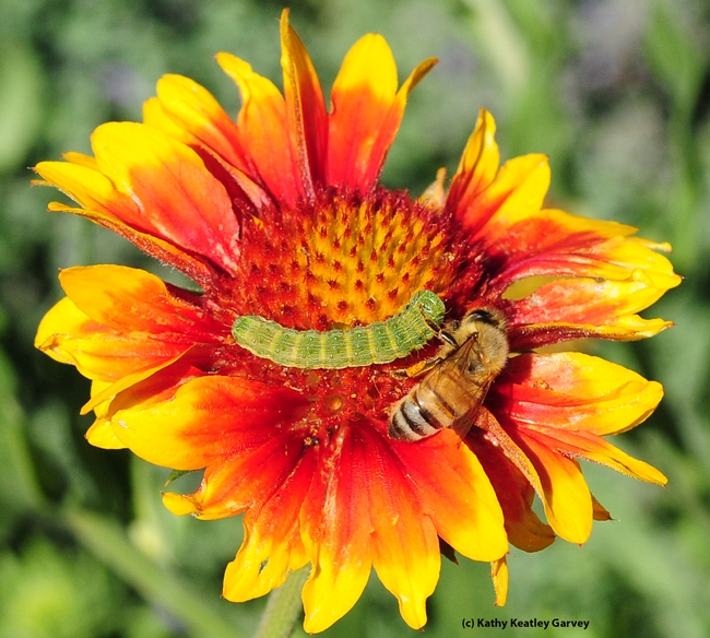 Buddies? A honey bee edges toward a Noctuid caterpillar. (Photo by Kathy Keatley Garvey)