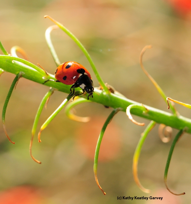 Lady beetle searching for some tasty aphids. (Photo by Kathy Keatley Garvey)