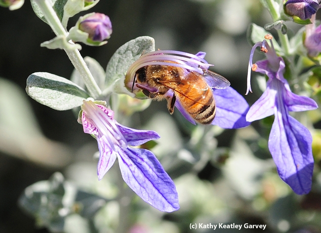 Honey bee nectaring on germander. (Photo by Kathy Keatley Garvey)