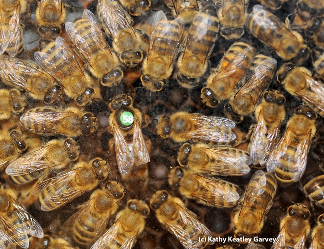 Queen bee and her retinue; as seen through window of bee observation hive. (Photo by Kathy Keatley Garvey)