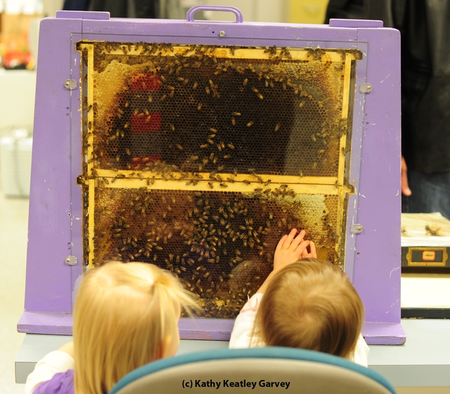 Two 18-month-old girls checking out the bees: Tilly Matern (left) and Vivienne Statham (right). (Photo by Kathy Keatley Garvey)