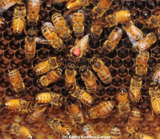 Queen bee with a red dot on her thorax. She is cared by by worker bees (infertile females). (Photo by Kathy Keatley Garvey)