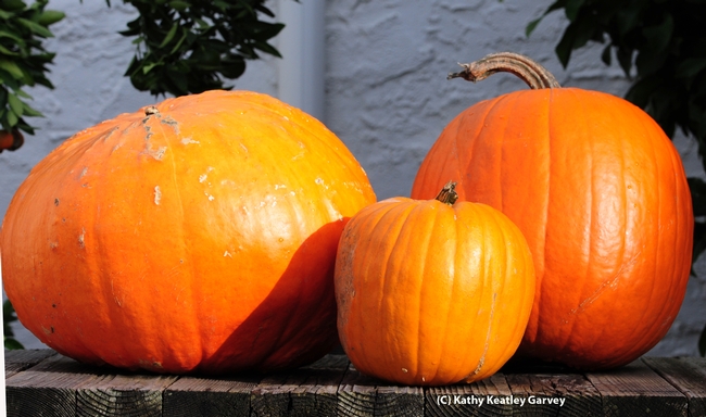 These are the work of a squash bee: from left, a large gourd, a small pumpkin and a large pumpkin. (Photo by Kathy Keatley Garvey)
