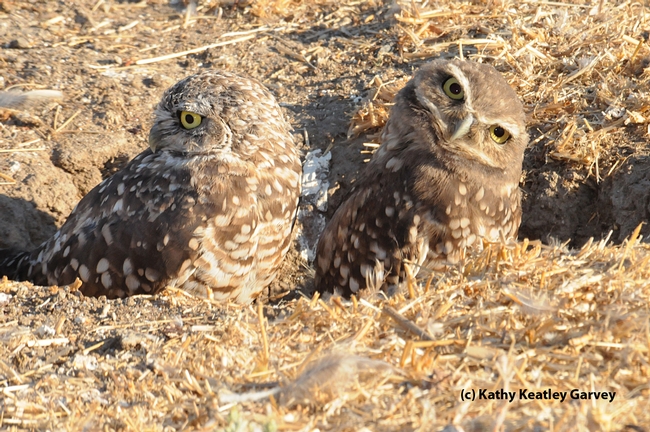 Burrowing owls feed on Jerusalem crickets. (Photo by Kathy Keatley Garvey)