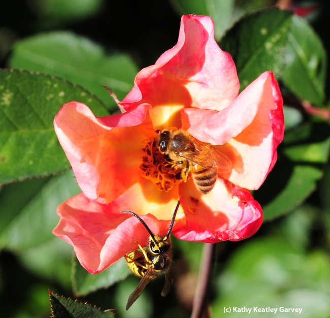 Male yellowjacket heads toward a honey bee. (Photo by Kathy Keatley Garvey)