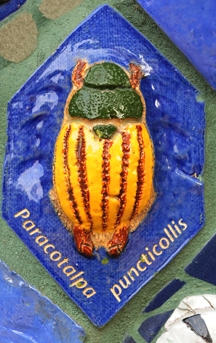 Shining chafer beetle is an adoptee. (Photo by Kathy  Keatley Garvey)