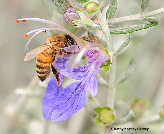 Honey bee working the germander. (Photo by Kathy Keatley Garvey)