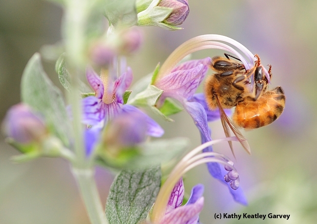 Honey bee, the acrobat. (Photo by Kathy Keatley Garvey)