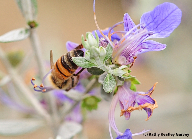 Upside down honey bee in the germander. (Photo by Kathy Keatley Garvey)