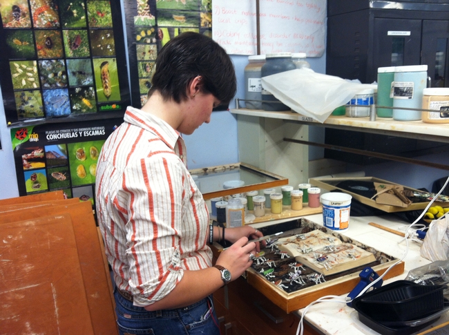 Entomology student Whitney Krupp at work on her display for the show, 