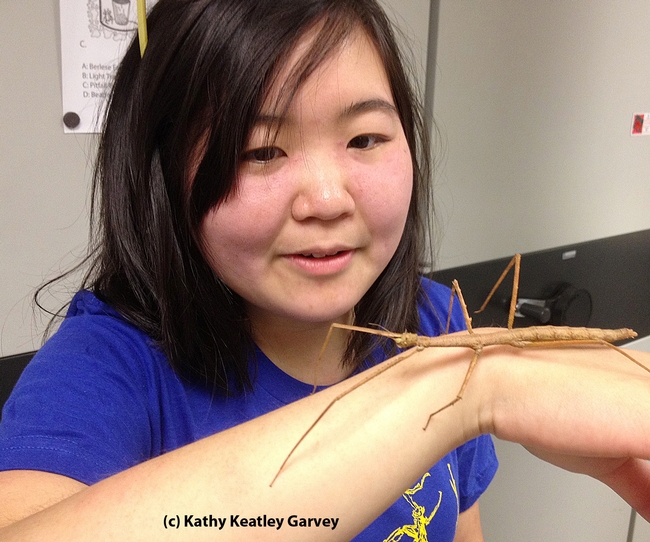 UC Davis undergraduate student Ivana Li with a walking stick. She's an entomologist, an artist, and president of the UC Davis Entomology Club. (Photo by Kathy Keatley Garvey)