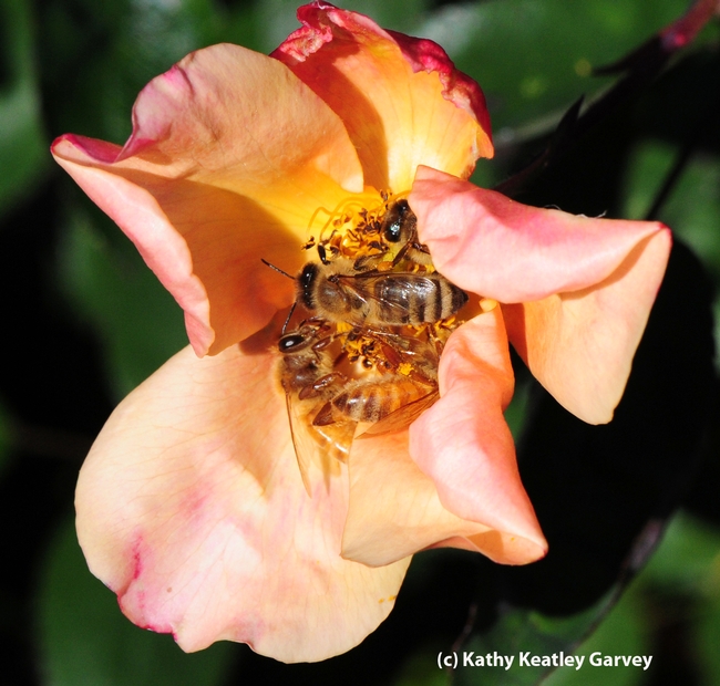 THREE: Three bees visit a rose. (Photo by Kathy Keatley Garvey)