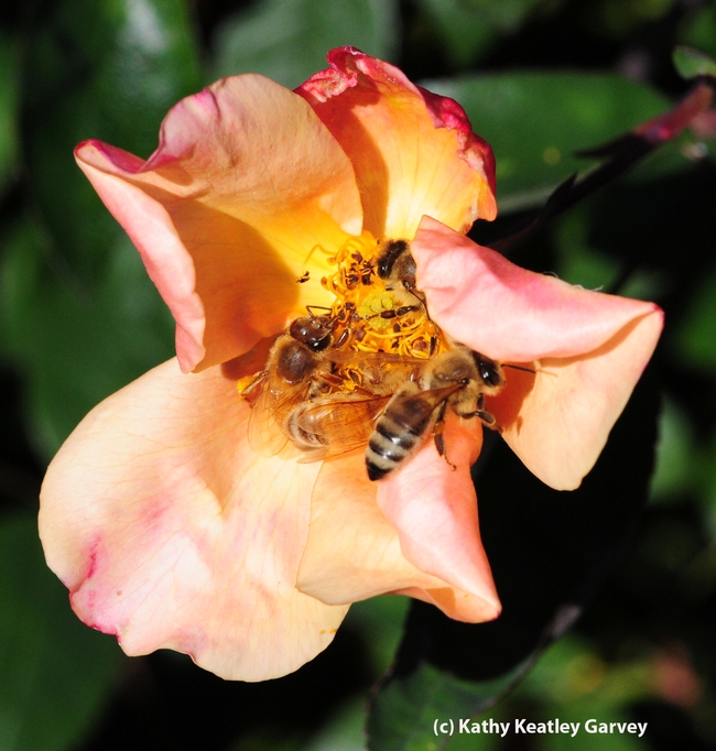 FOUR: Four bees visit a rose. (Photo by Kathy Keatley Garvey)