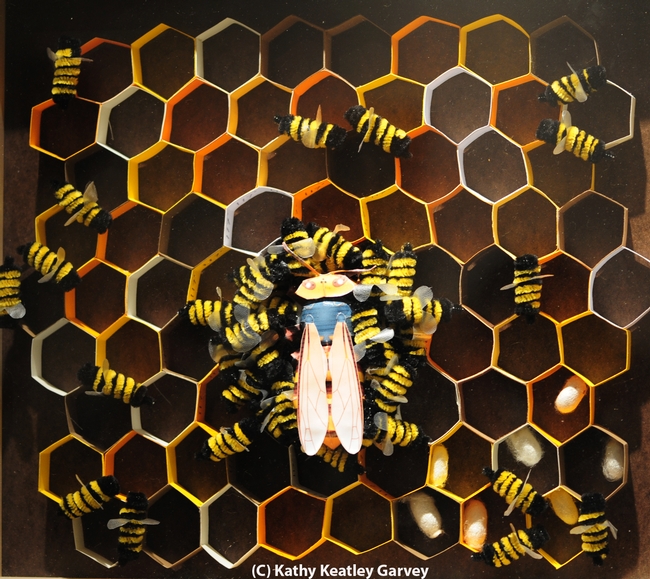 This art work by Nhu Mai shows a doomed hornet in a honey bee hive. (Photo by Kathy Keatley Garvey)