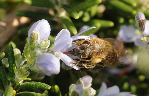 Industrious honey bee