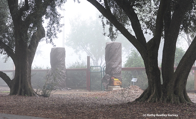 Beneath these weather-protective tarps: bee-box pillars. (Photo by Kathy Keatley Garvey)