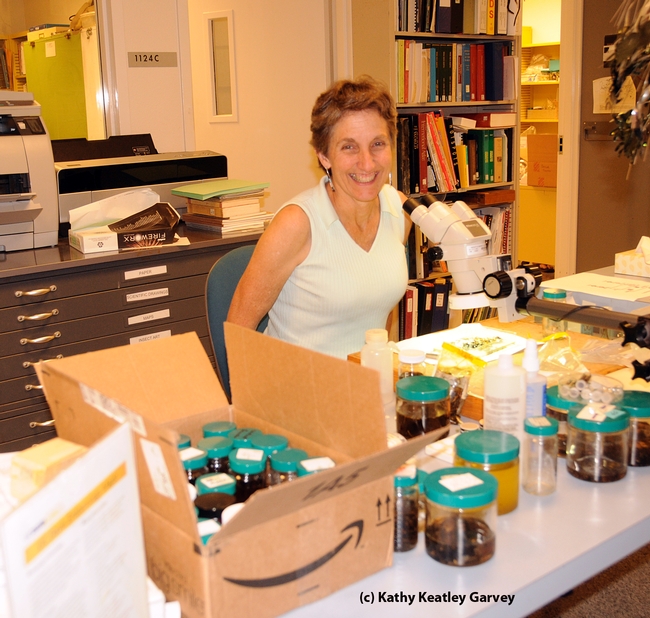 Lynn Kimsey, director of the Bohart Museum of Entomology, in her habitat. (Photo by Kathy Keatley Garvey)