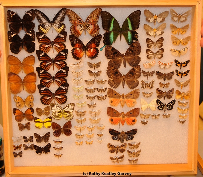 Butterflies collected from Indonesia. (Photo by Kathy Keatley Garvey)