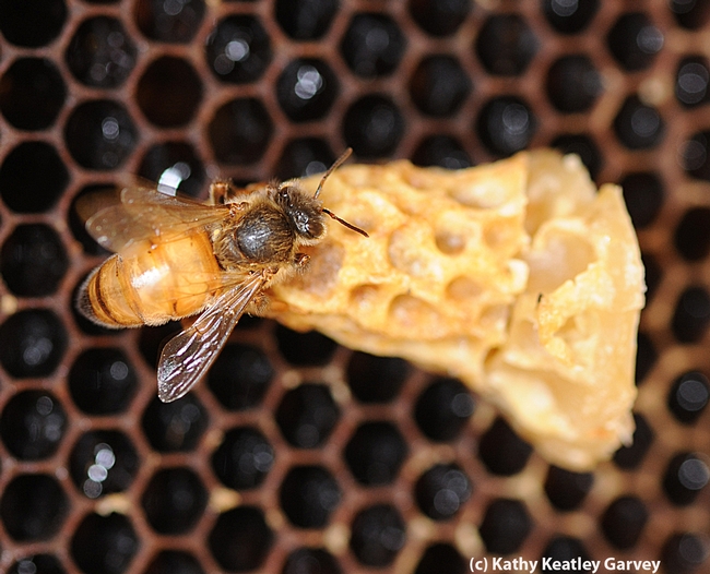 Queen bee emerging. Beekeepers know the sound of a queen bee piping.  (Photo by Kathy Keatley Garvey)