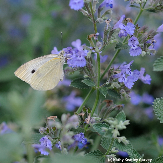 Cabbage white butterfly, Pieris rapae, nectaring on catmint. (Photo by Kathy Keatley Garvey)