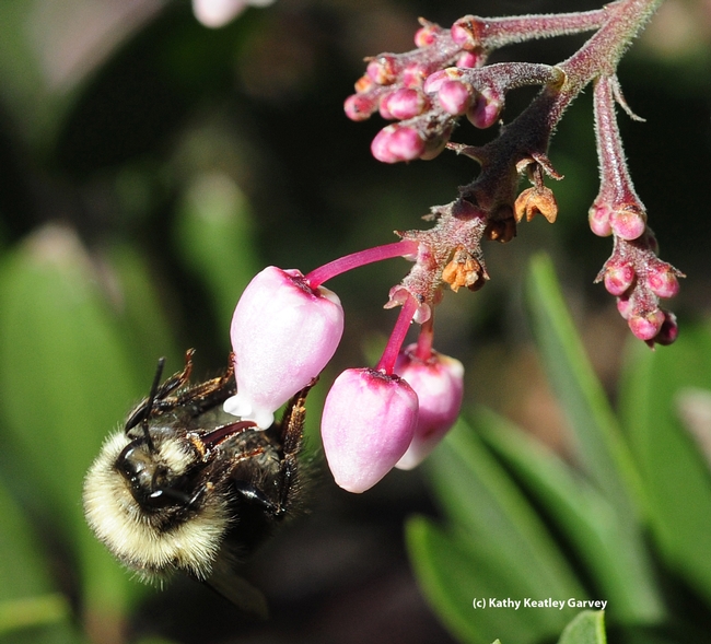Long tongue of the queen bumble bee, Bombus melanopygus, sipping nectar from manzanita. (Photo by Kathy Keatley Garvey)