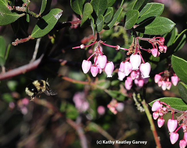 Queen bumble bee, Bombus melanopygus, in flight. (Photo by Kathy Keatley Garvey)