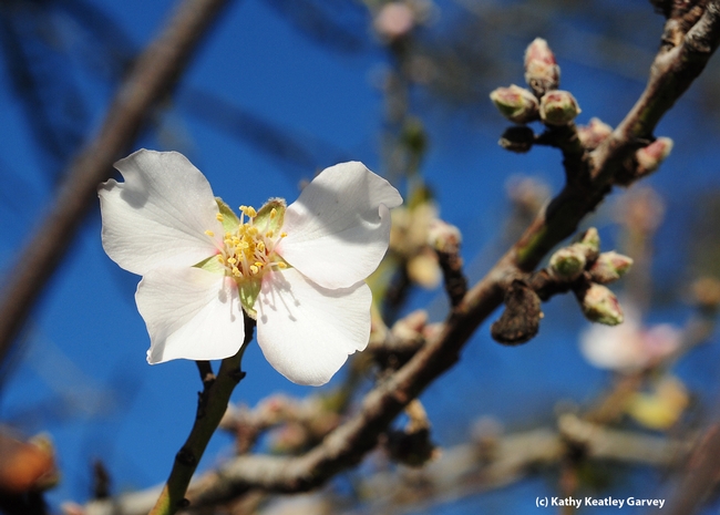Almond tree blooming on Jan. 1, 2013 in Benicia. (Photo by Kathy Keatley Garvey)