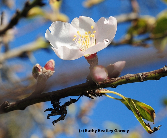 Almond blossom poking through the Benicia State Recreation Area fence. (Photo by Kathy Keatley Garvey)