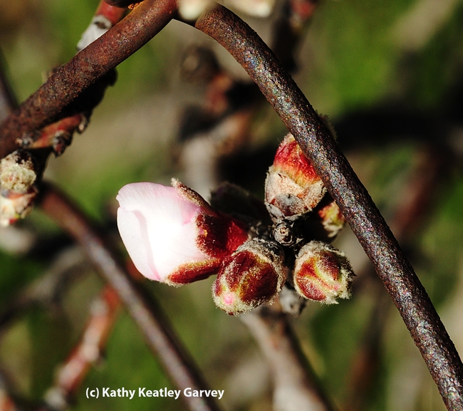 This bud's for you. Almond bud about to unfold. (Photo by Kathy Keatley Garvey)