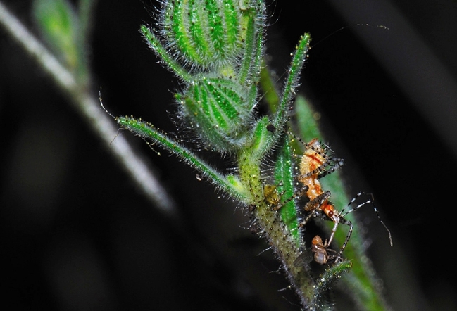 Assassin bug. Pselliopus spinicollis, feeding on dead Drosophila. (Photo by Sam Beck)