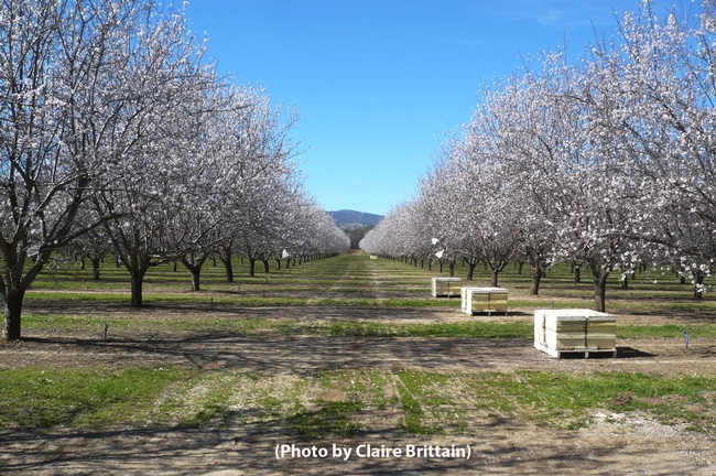 Almond orchard in Capay Valley, Yolo County. (Photo by Claire Brittain)