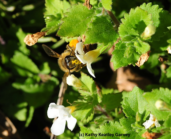 Pollen-covered Benicia bee on bacopa. (Photo by Kathy Keatley Garvey)