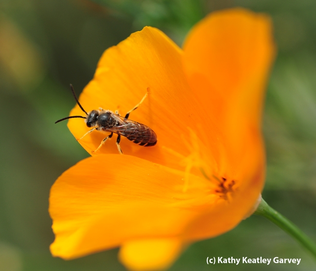 A male sweat bee, Halictus tripartitus, as identified by Robbin Thorp. It is leaving a California golden poppy.  (Photo by Kathy Keatley Garvey)
