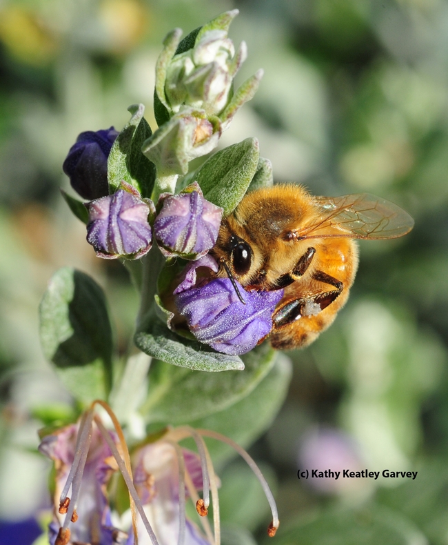 Honey bee foraging in bush germander. (Photo by Kathy Keatley Garvey)