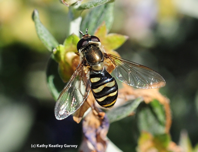 Syrphid fly, aka flower fly or hover fly, visiting germander. (Photo by Kathy Keatley Garvey)
