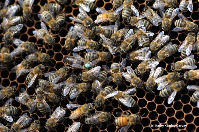 Queen bee and her workers. A Varroa mite is on the head of a bee at right of this photo. (Photo by Kathy Keatley Garvey)