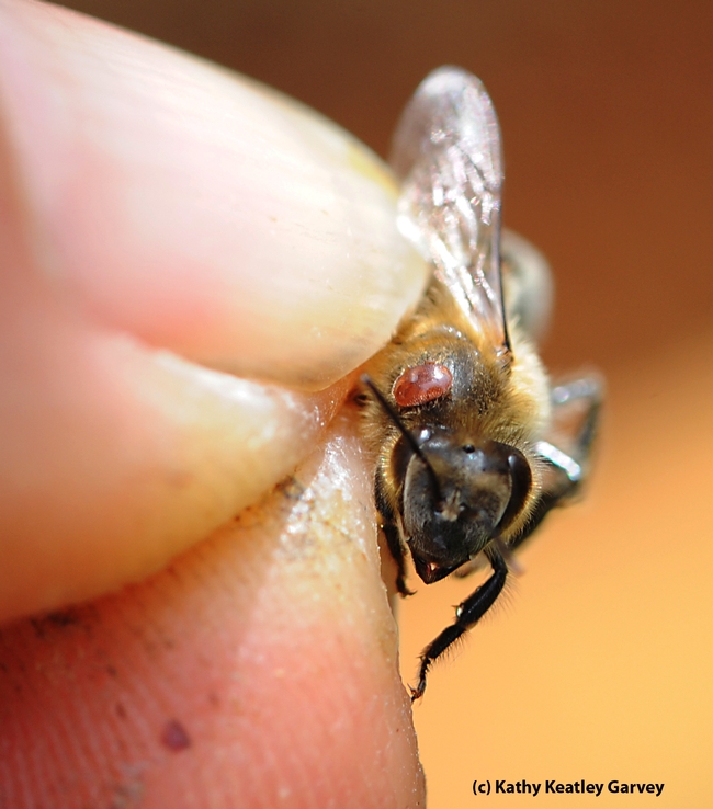 Close-up of a Varroa mite on a worker bee. (Photo by Kathy Keatley Garvey)