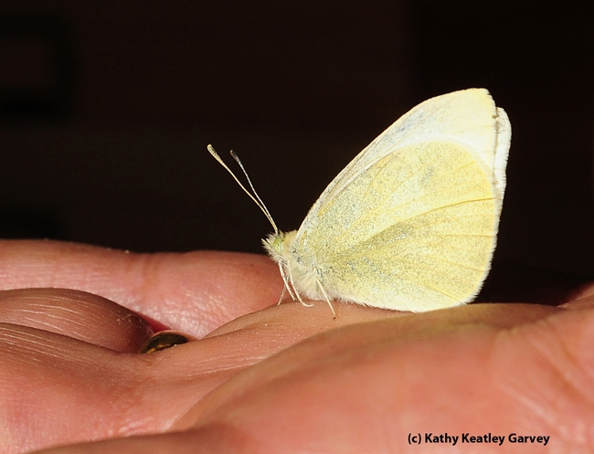 This is the cabbage white butterfly that Art Shapiro collected on President Obama's Inauguration Day, Jan. 21. (Photo by Kathy Keatley Garvey)