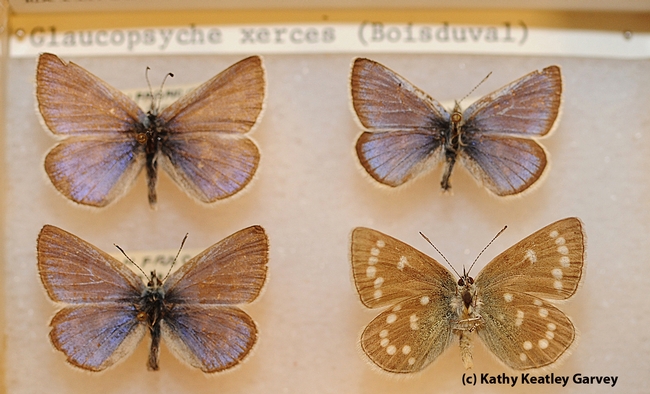 These Bohart Museum of Entomology specimens are Xerces Blue butterflies, Glaucopsyche xerces, (extinct). The museum has Xerces t-shirts for sale. (Photo by Kathy Keatley Garvey)