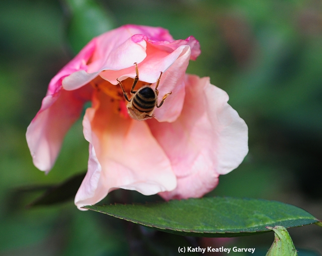 Honey bee dives between the folds. (Photo by Kathy Keatley Garvey)