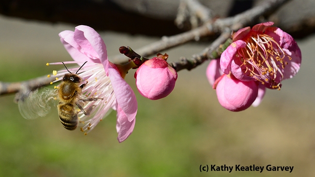 Wings buzzing, a bee forages in an apricot blossom. (Photo by Kathy Keatley Garvey)