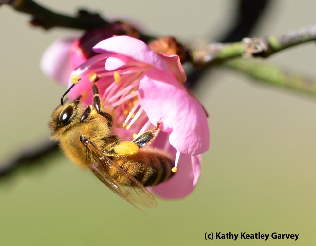 Honey bee with a pollen load. (Photo by Kathy Keatley Garvey)