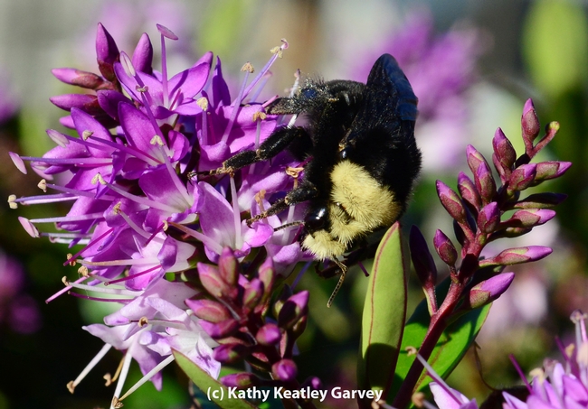 Queen bumble bee is aglow in the afternoon sun. (Photo by Kathy Keatley Garvey)