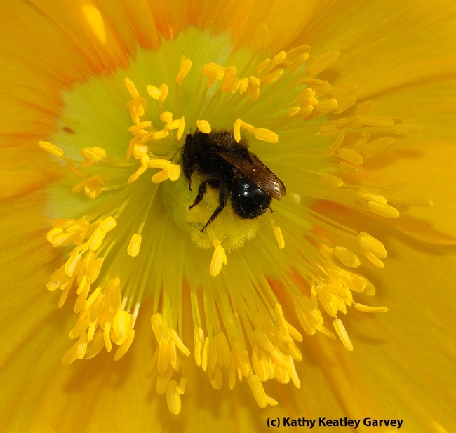 Female mason bee, genus Osmia (Family Megachilidae), as identified by native pollinator specialist/emeritus professor Robbin Thorp of UC Davis. (Photo by Kathy Keatley Garvey)