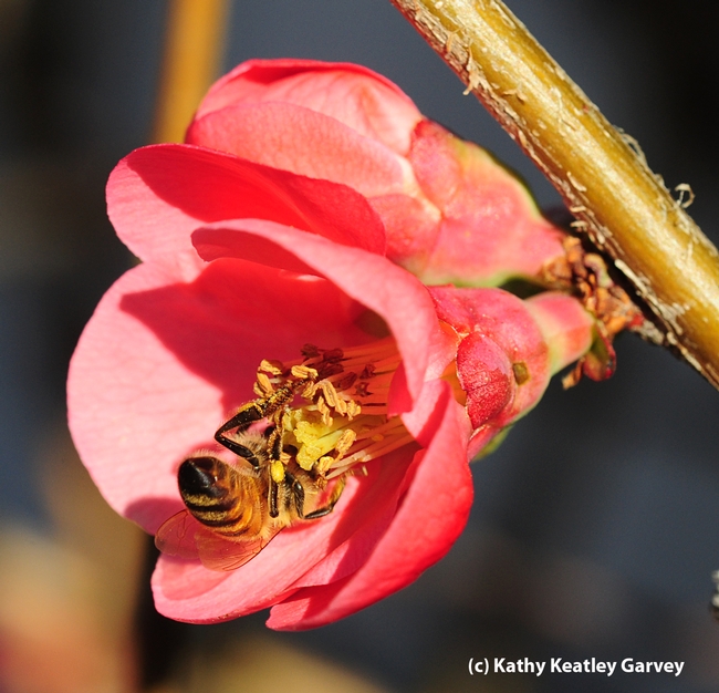 An upside-down bee in the flowering quince. (Photo by Kathy Keatley Garvey)