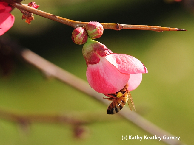 Pollen-packing honey bee inside a flowering quince bud. (Photo by Kathy Keatley Garvey)