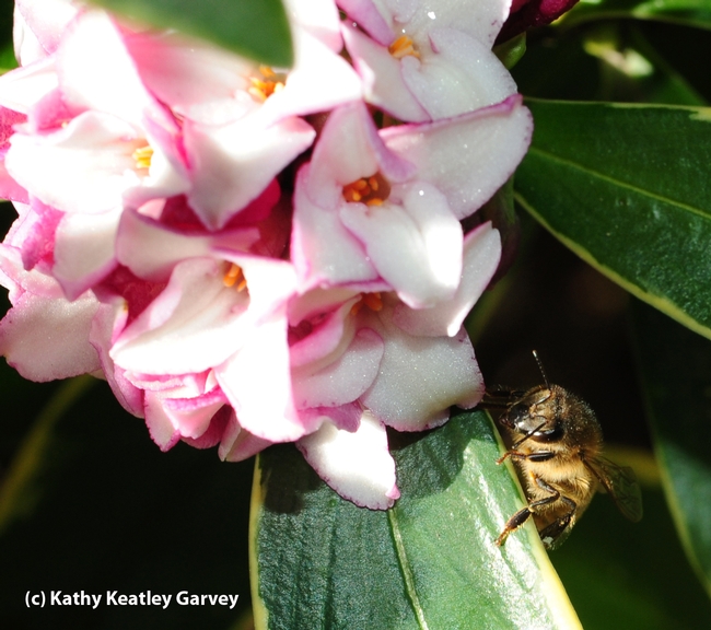 Table for one, please! A honey bee in the shadows of a daphne bloom at the Storer Garden, UC Davis. (Photo by Kathy Keatley Garvey)