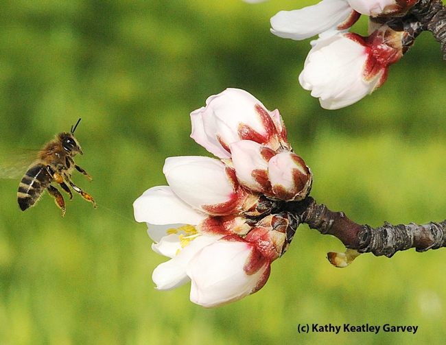 Honey bee heading toward an almond blossom. (Photo by Kathy Keatley Garvey)